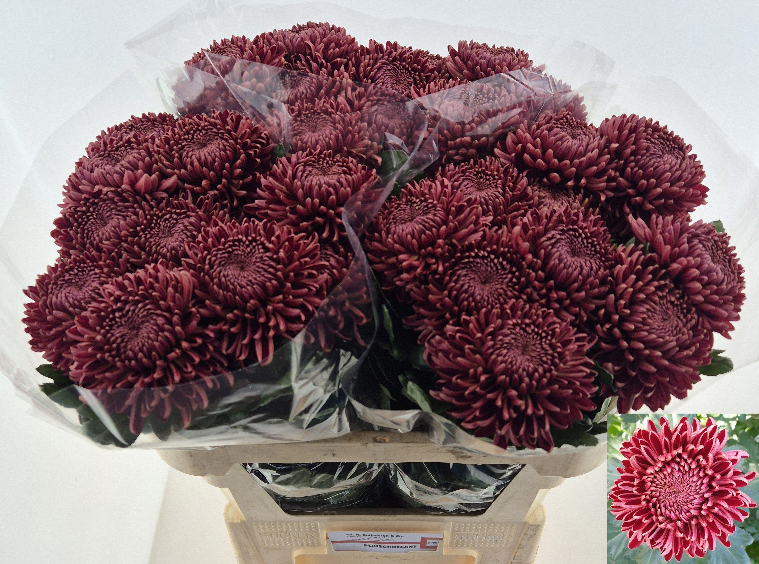 10x Chrysant bigoudi red g 70cm