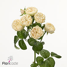 10x Rosa royal champagne 50cm