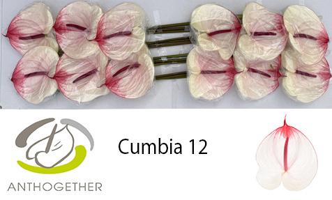 12x Anth.cumbia 10cm