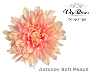 20x Chrysant antonov soft peach 60cm