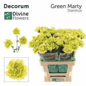 20x Dian.st.green marty 60cm