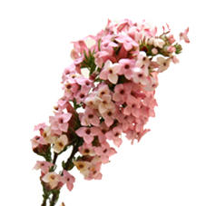 10x Pg erica four sisters 50cm