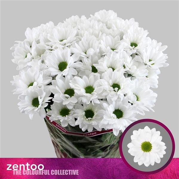 10x Chrysant chic 70cm