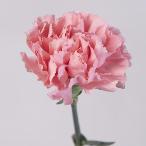 20x Dian.st.verona 70cm