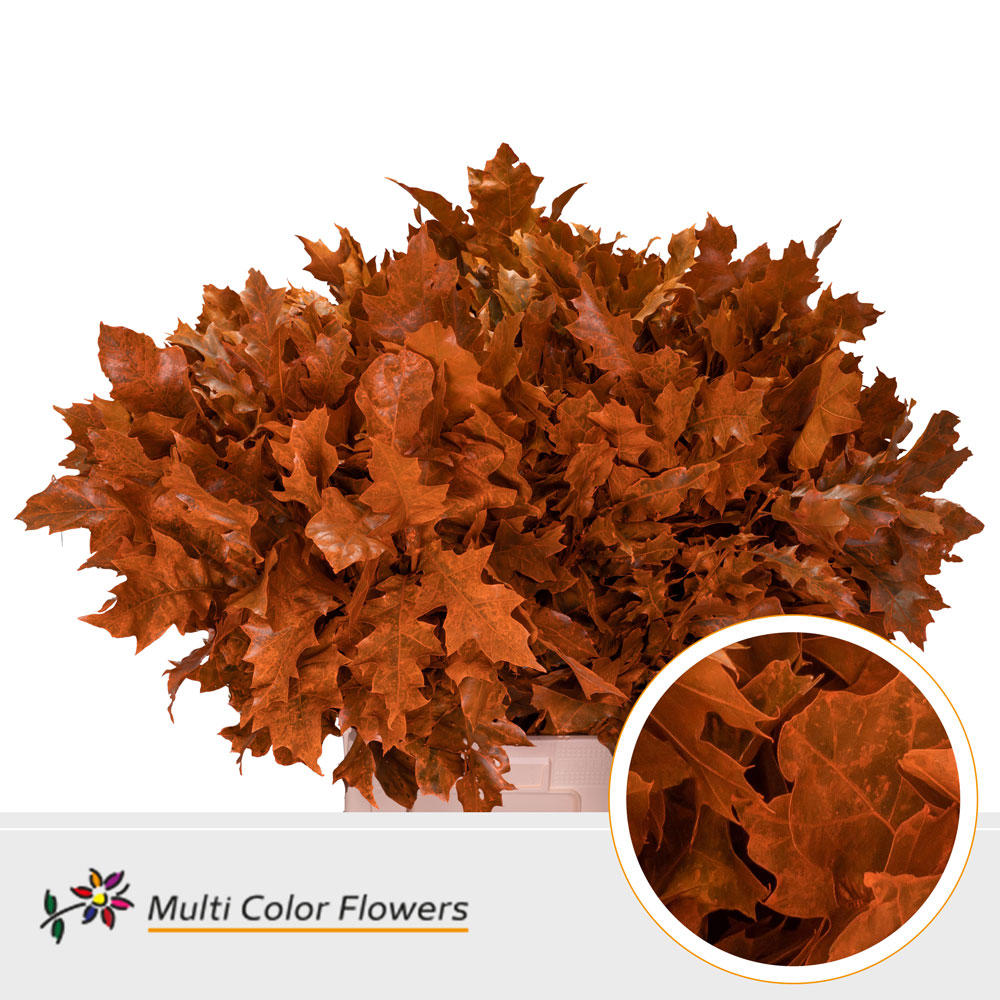 25x Sg quercus palust.(v) oranje 70cm