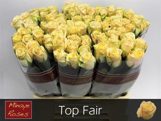 20x Rosa top fair! 60cm