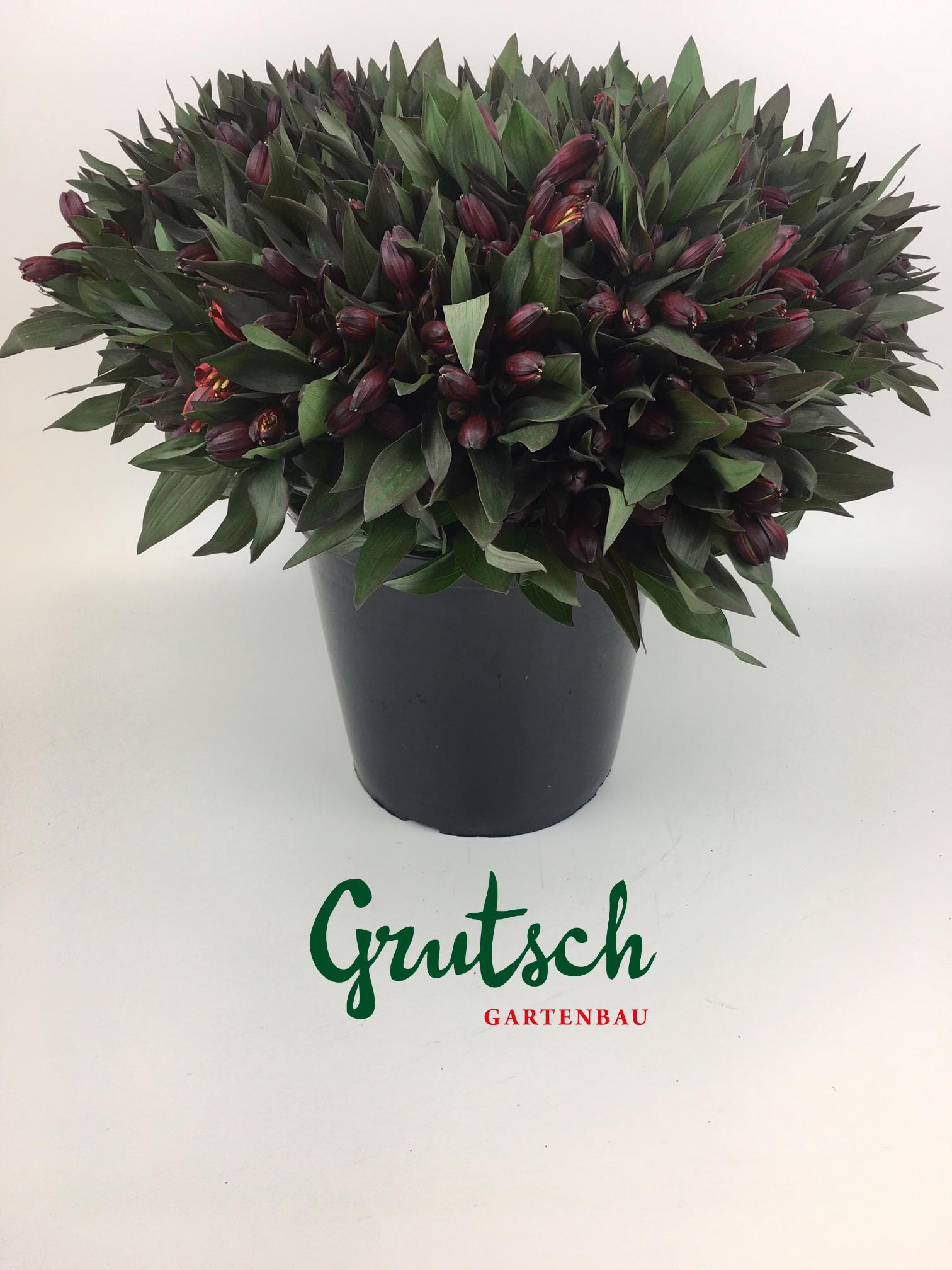 1x Alstroemeria - rood/oranje 40cm