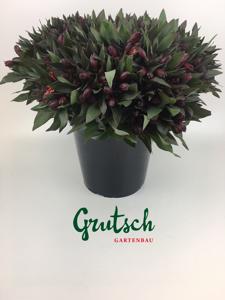 1x Alstroemeria - rood/oranje 40cm