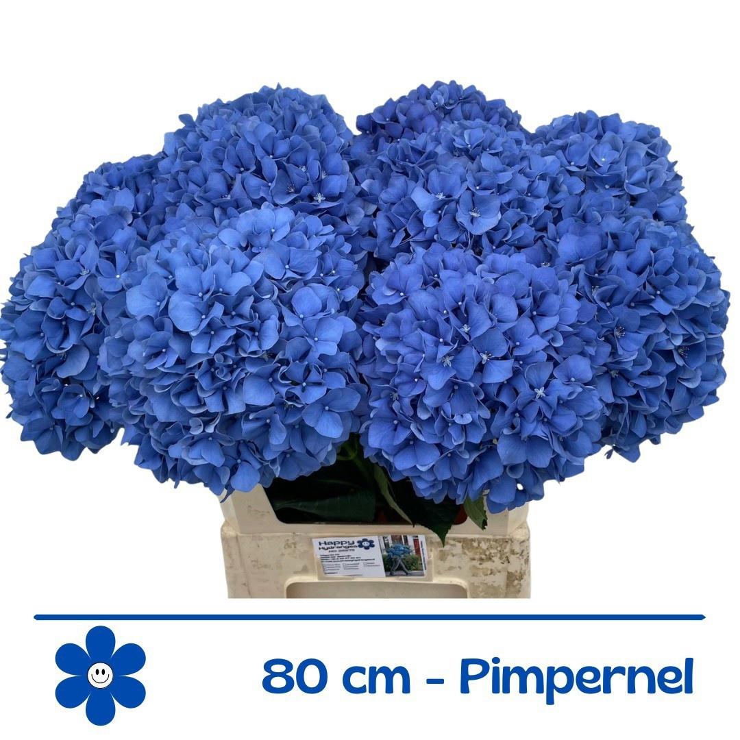 10x Hydr.pimpernel 80cm