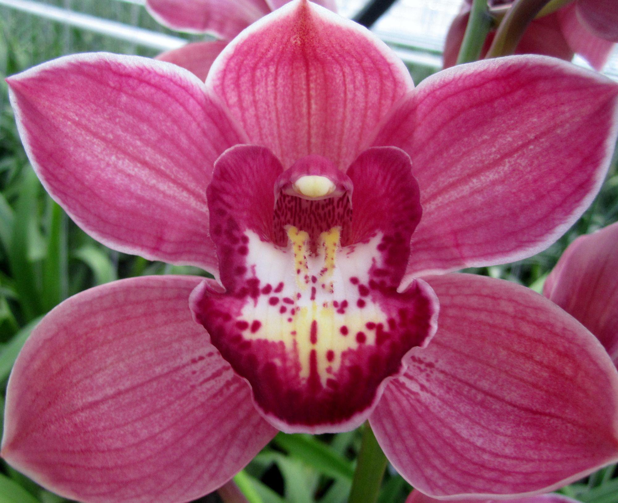 8x Cymb.tak red dream 80cm