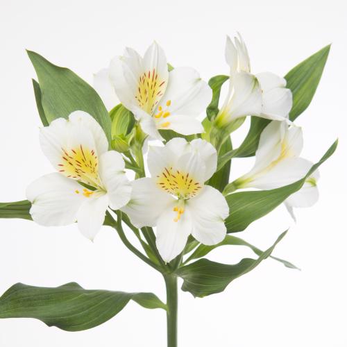 10x Alstroemeria gigi cream 70cm