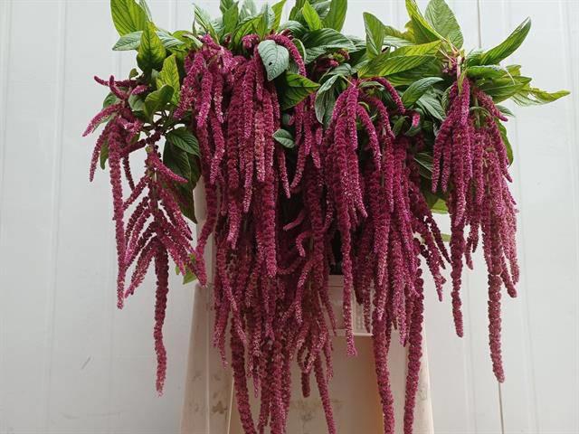 10x Amaran.hang red cord 80cm
