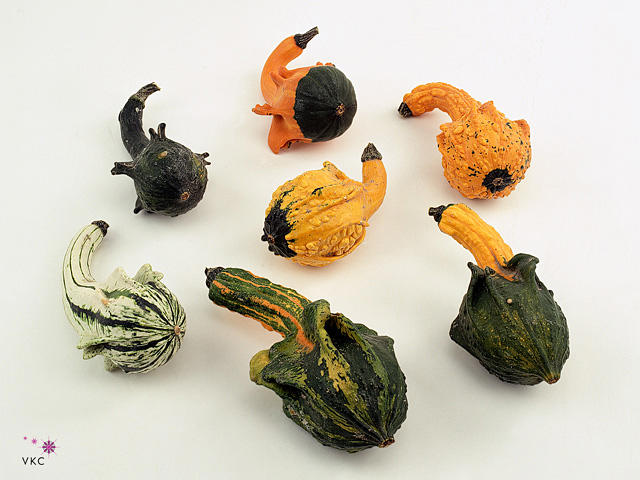 12x Sf cucurbita indian mix 10cm
