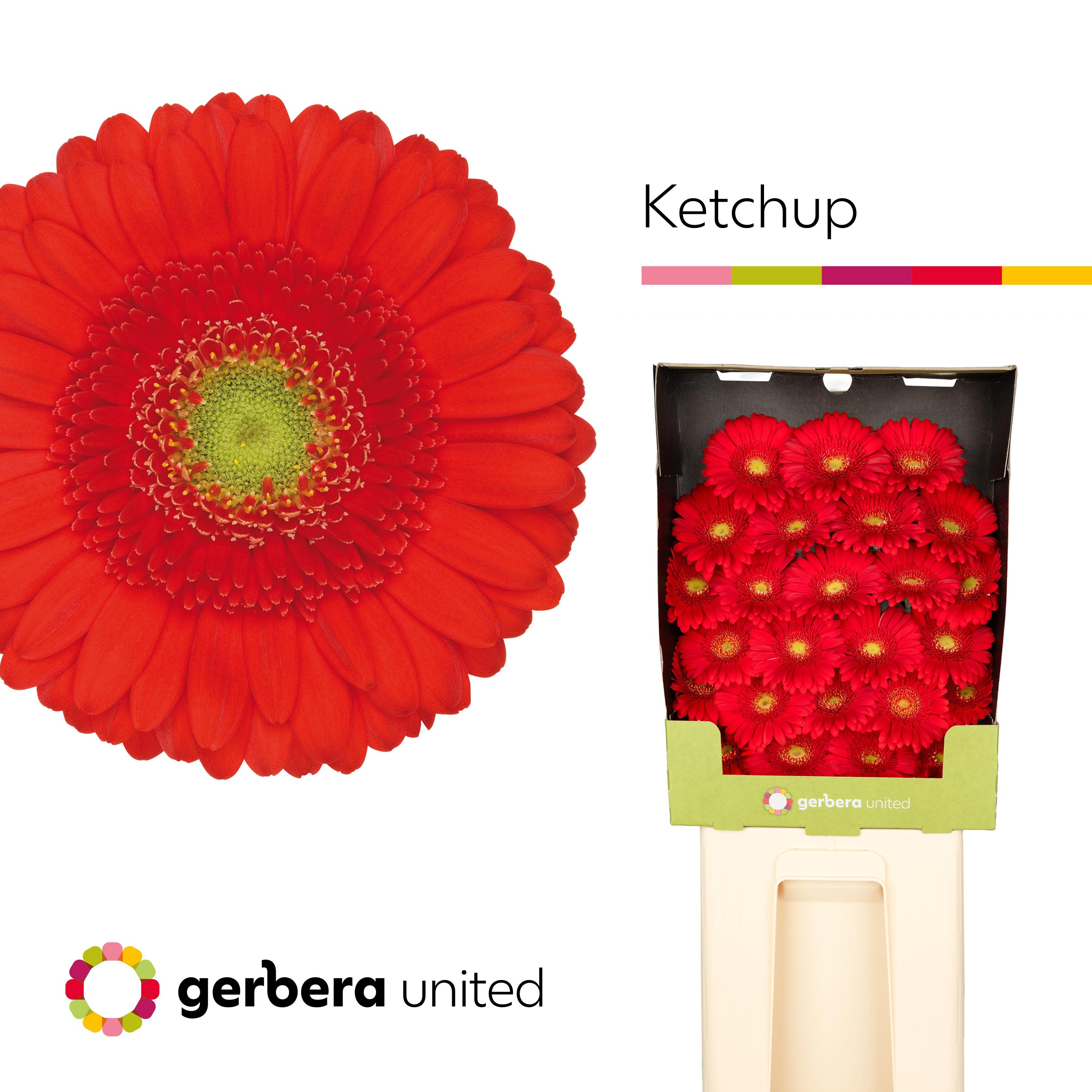25x Germ.ketchup 70cm