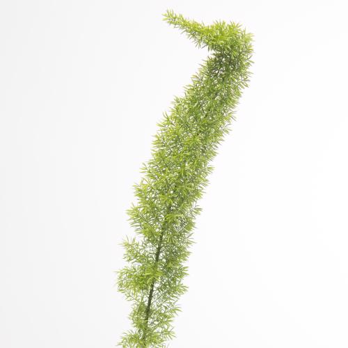 50x Aspar.myers 60cm
