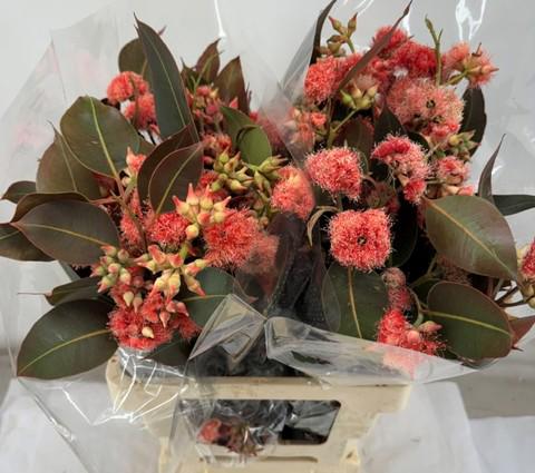 5x Sg eucalyptus rob.bloeiend rood bes 60cm