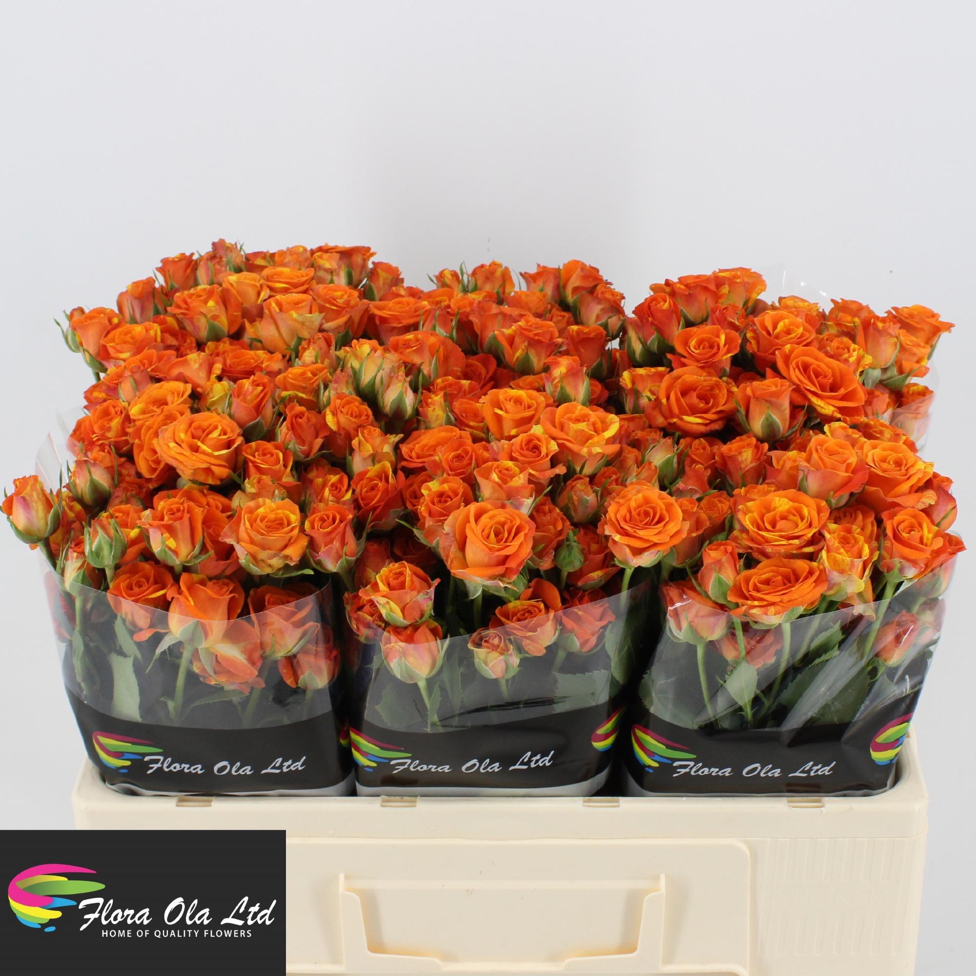 10x Rosa smashing 50cm