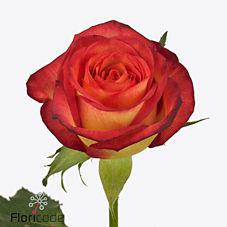 10x Rosa magma 70cm