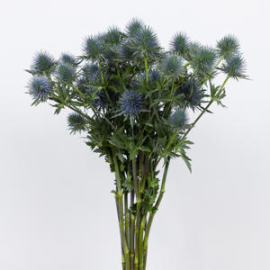 10x Eryngium magnetar questar 40cm