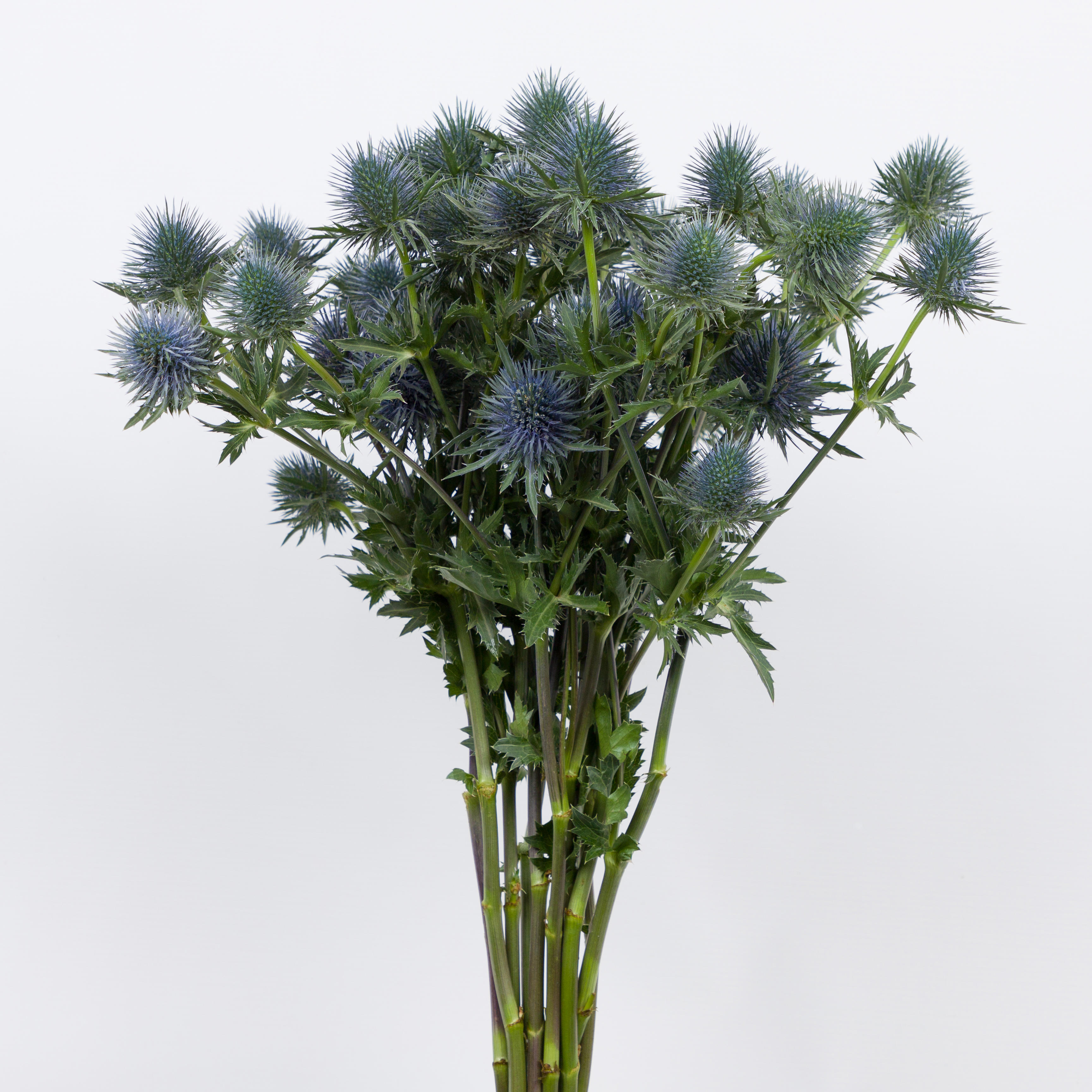 10x Eryn.magnetar questar 50cm