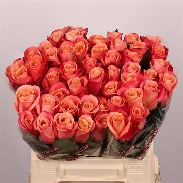 20x Rosa helene 40cm