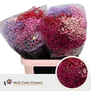 25x Gipskruid xlence love mix 80cm