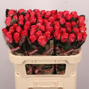 20x Rosa pink tacazzi+ 70cm