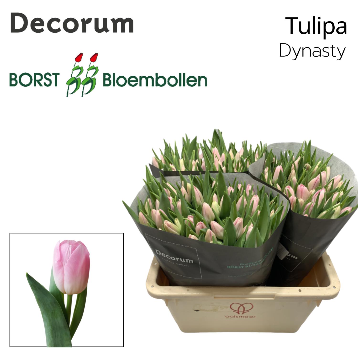 50x Tulipa dynasty en 40cm