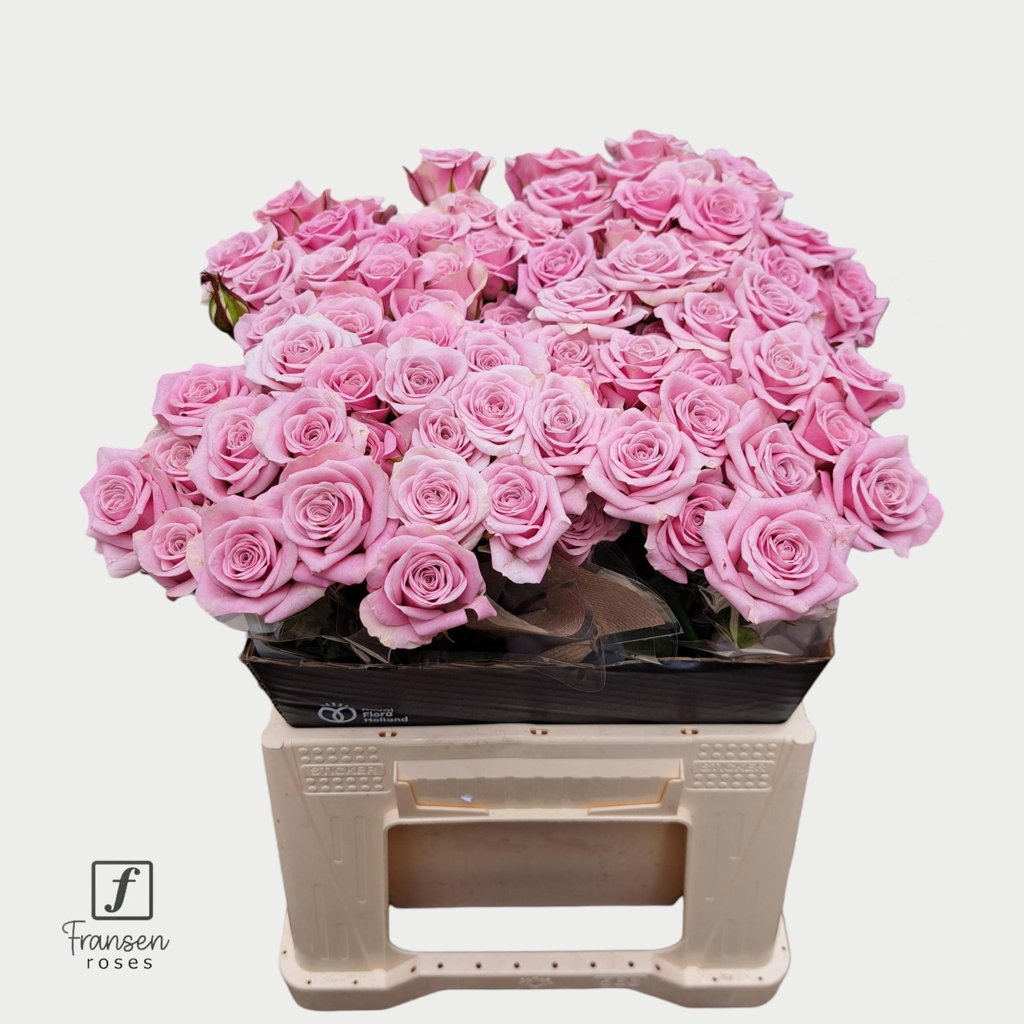 10x Rosa leila 40cm