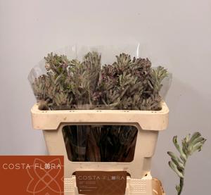 25x Anigoz.bush diamond 50cm