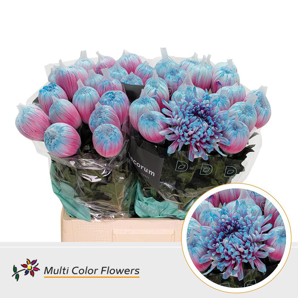 10x Chrysant antonov bubblegum 70cm