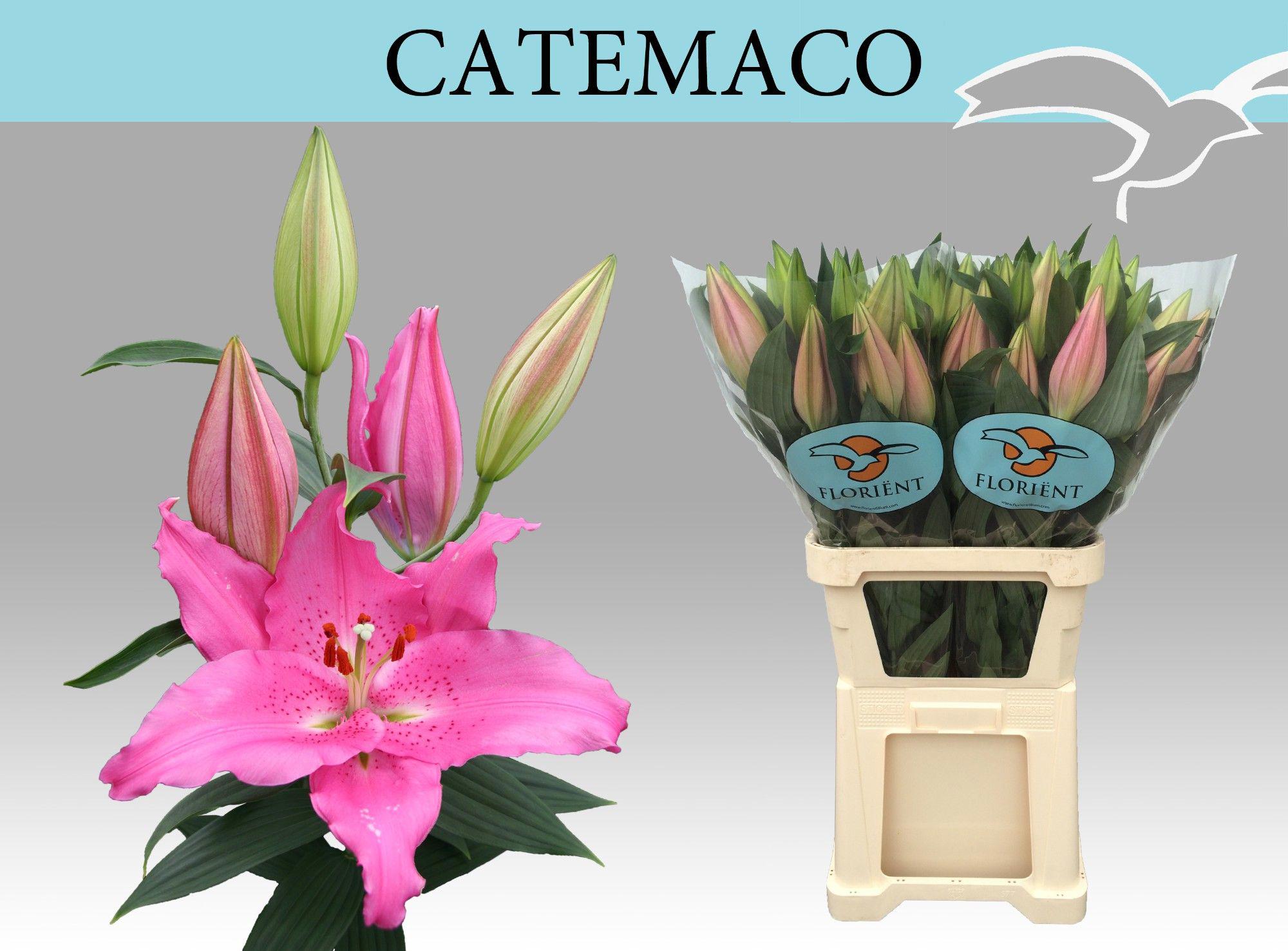 10x Lil.catemaco or 80cm