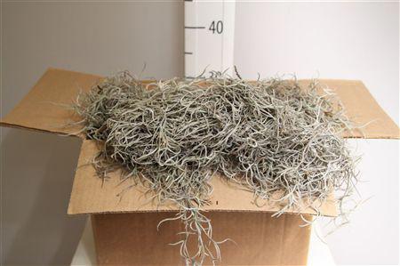 1x Sg tillandsia grof