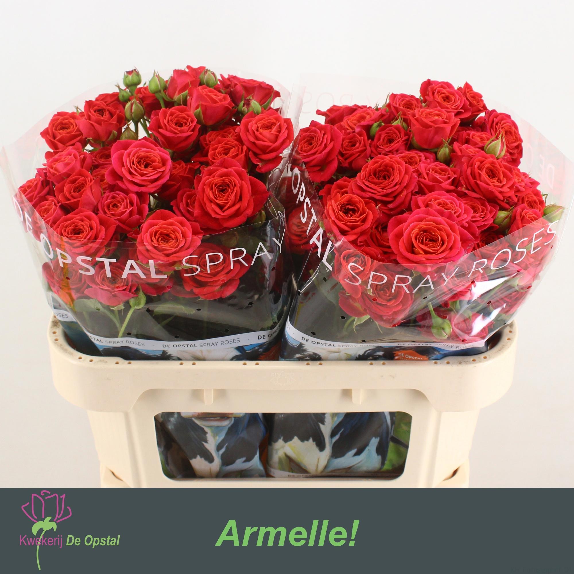 10x Rosa tr. armelle! 70cm
