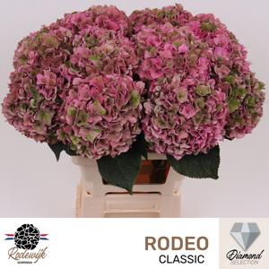 10x Hydr.rodeo classic 60cm