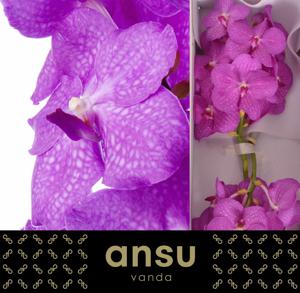 16x Vanda nit.hot pink