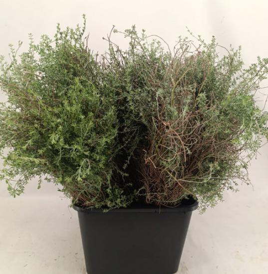 5x Sg thymus vulgaris 60cm