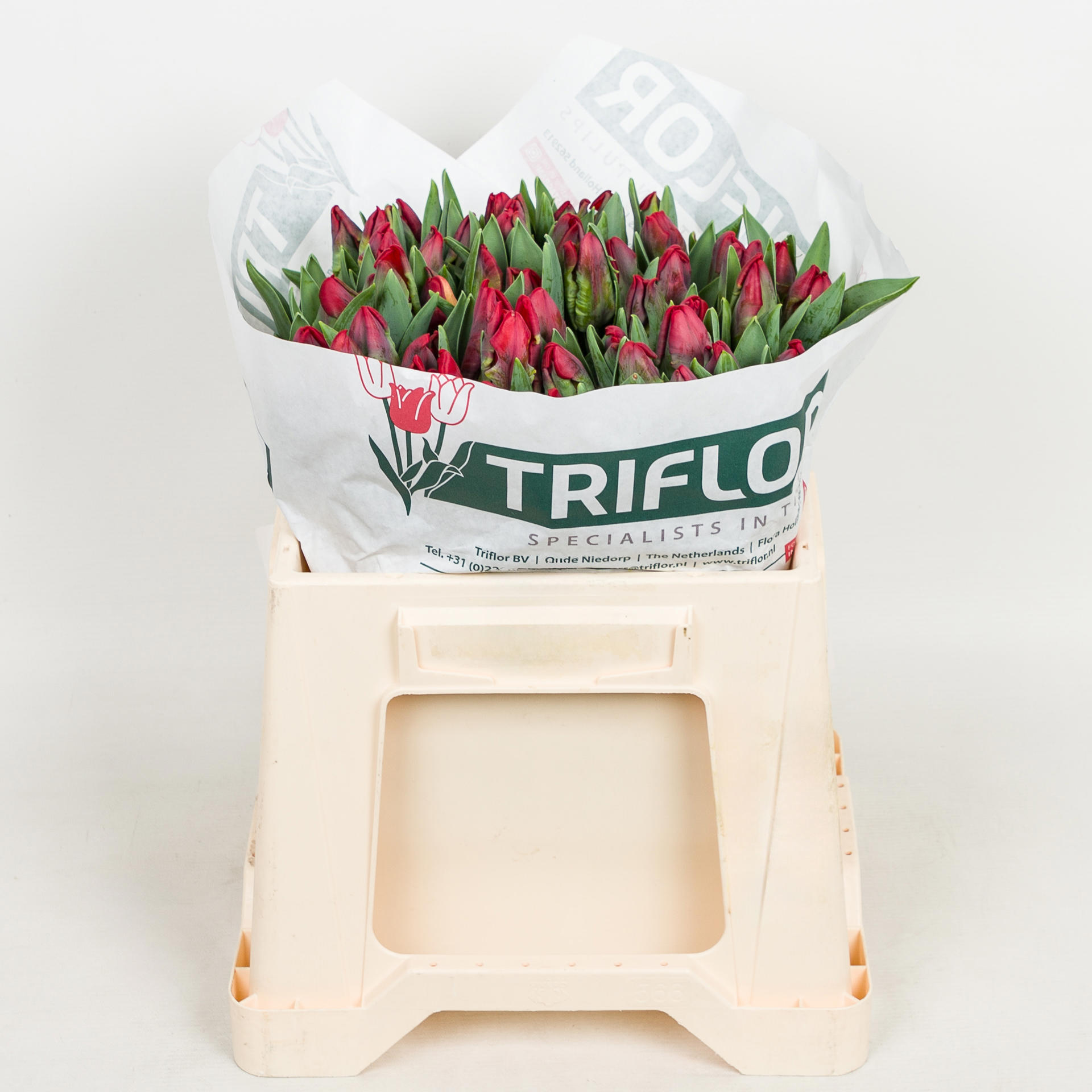 50x Tulipa seadov parrot pa 30cm