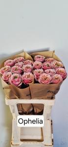10x Rosa ophelia 60cm