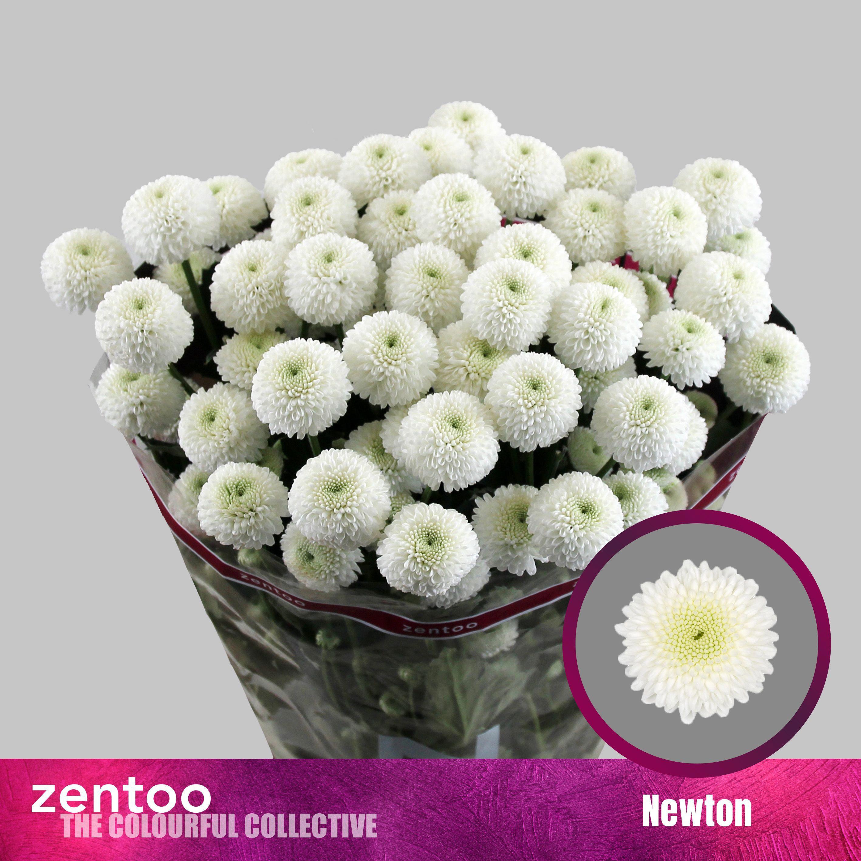 10x Chrysant newton 70cm
