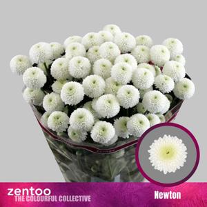 10x Chrysant newton 70cm