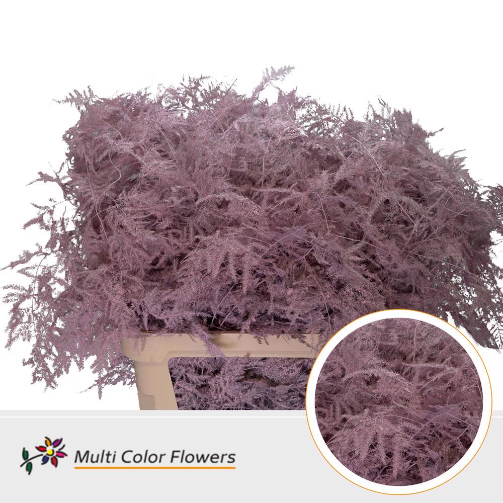 50x Aspar.lang get. roze 80cm