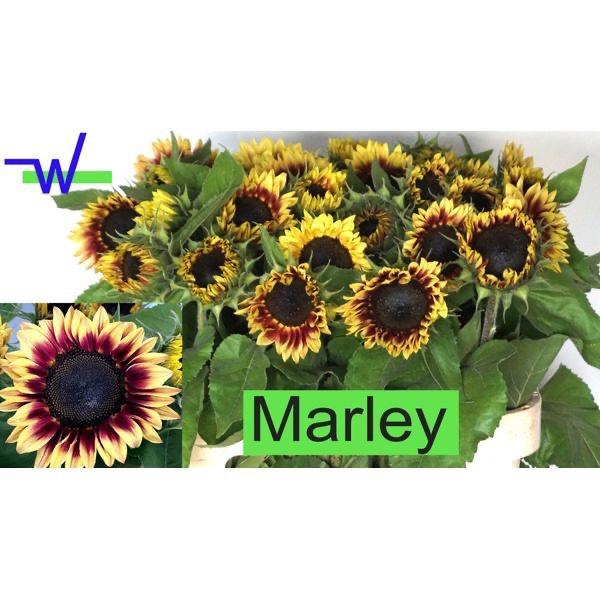 10x Helianth.marley 80cm
