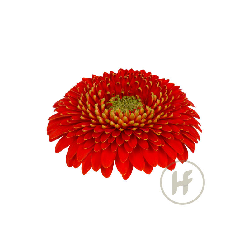 60x Germ.pomponi amore 40cm