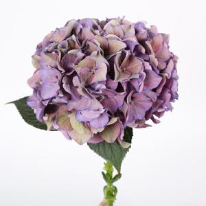 5x Hydr.rodeo paars classic 60cm