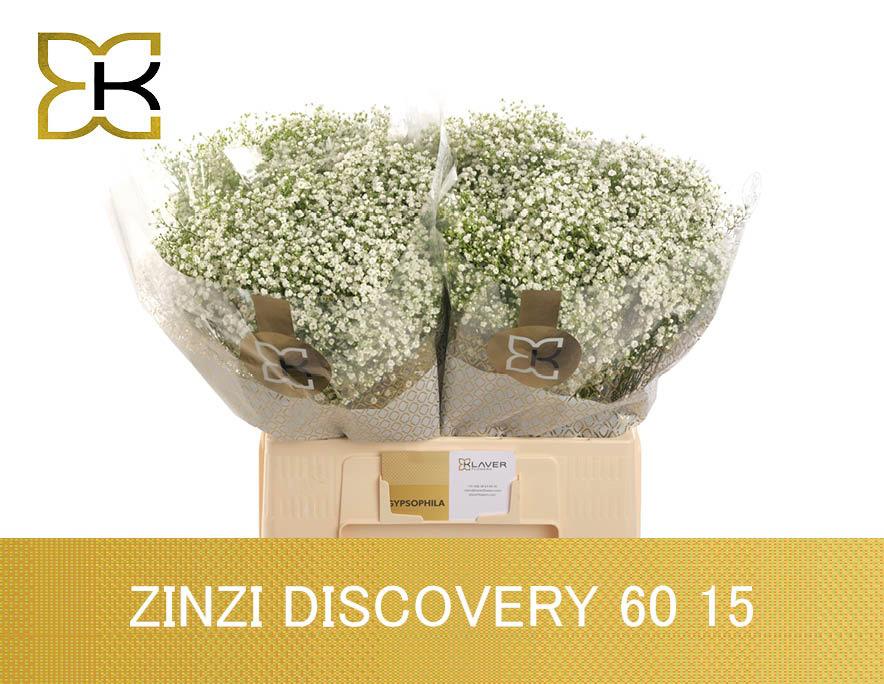 25x Gipskruid zinzi discovery 60cm