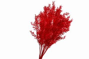 100x Dc ruscus bleached red 70cm