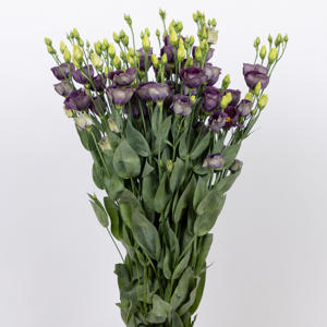 10x Eust.bohemian black violet en 70cm