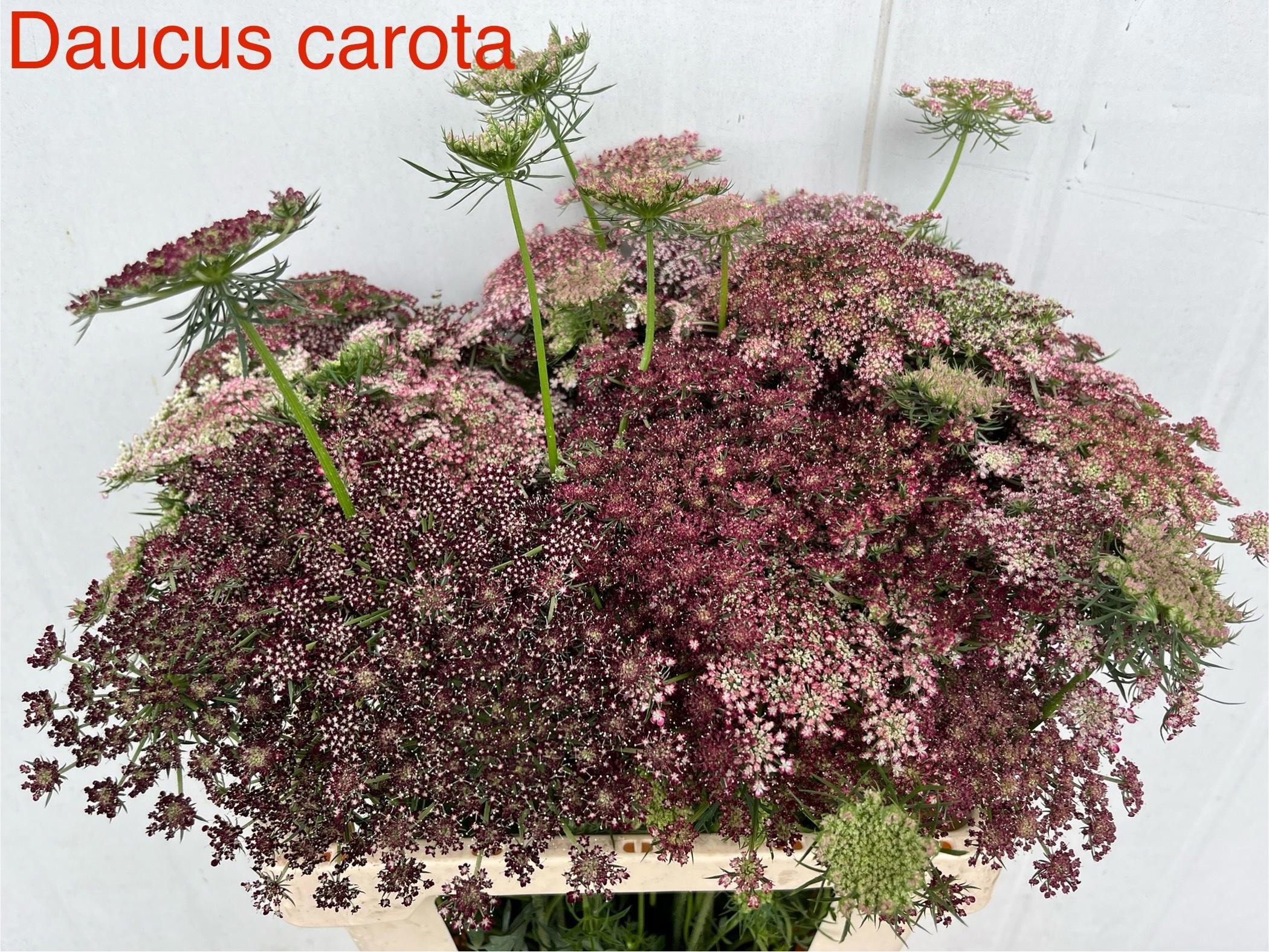20x Daucus dara 60cm