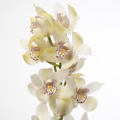 8x Mini cymb.iris 50cm